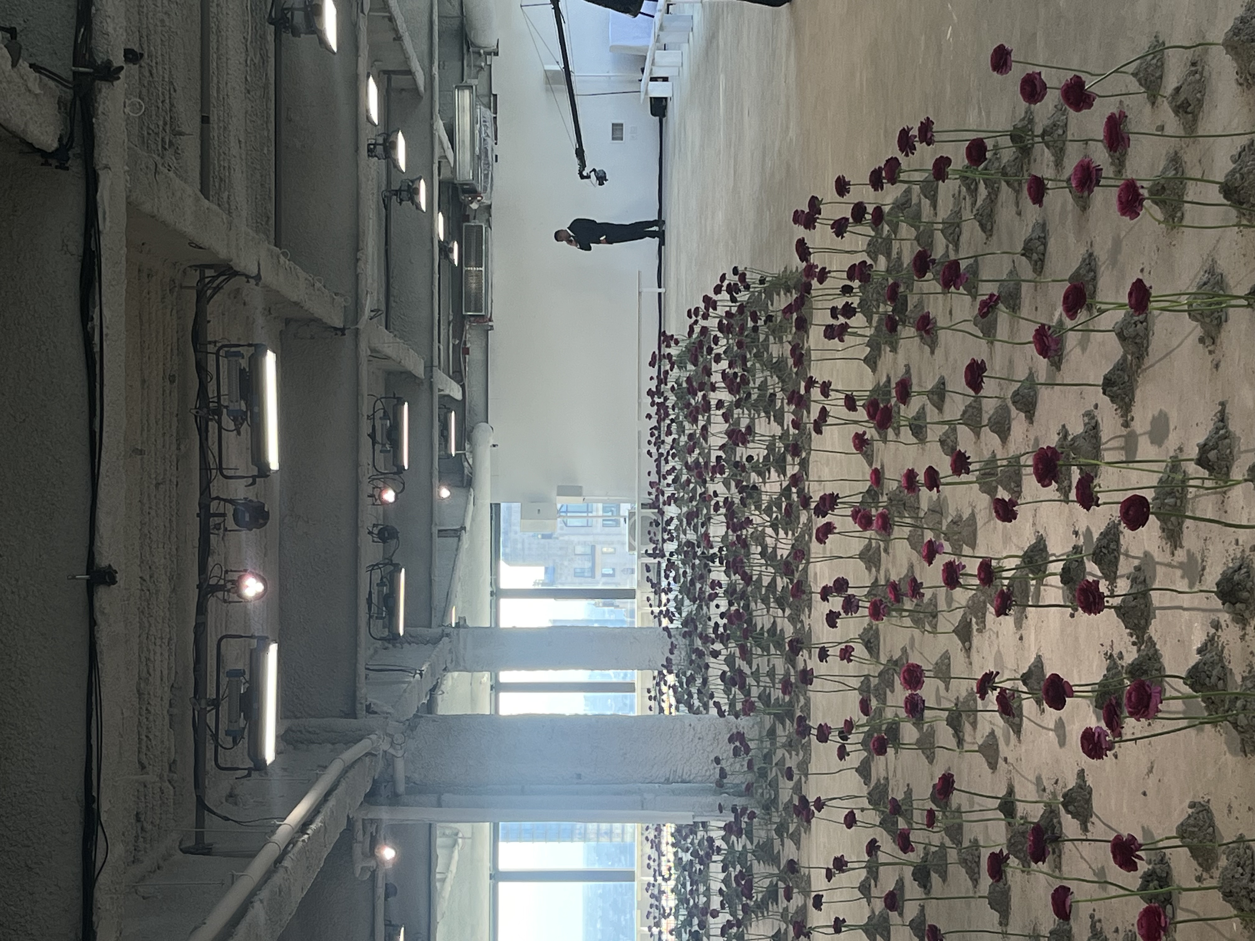 Empty runway installation before the show, rows of ranunculus planted in concrete under construction lighting, with a crew member setting up.