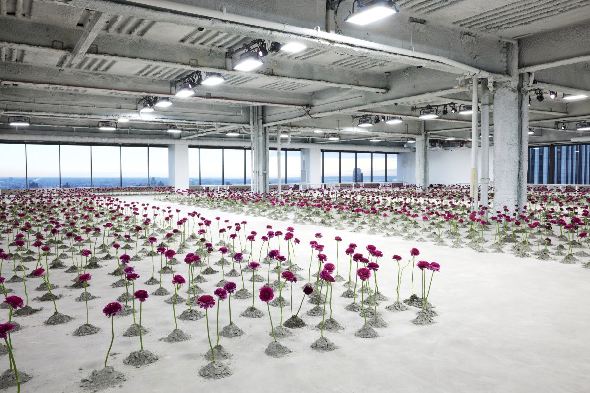 Rows of magenta ranunculus planted across the raw concrete floor of an unfinished high-rise, city skyline through the windows, for the Carolina Herrera Fall/Winter 25 show.