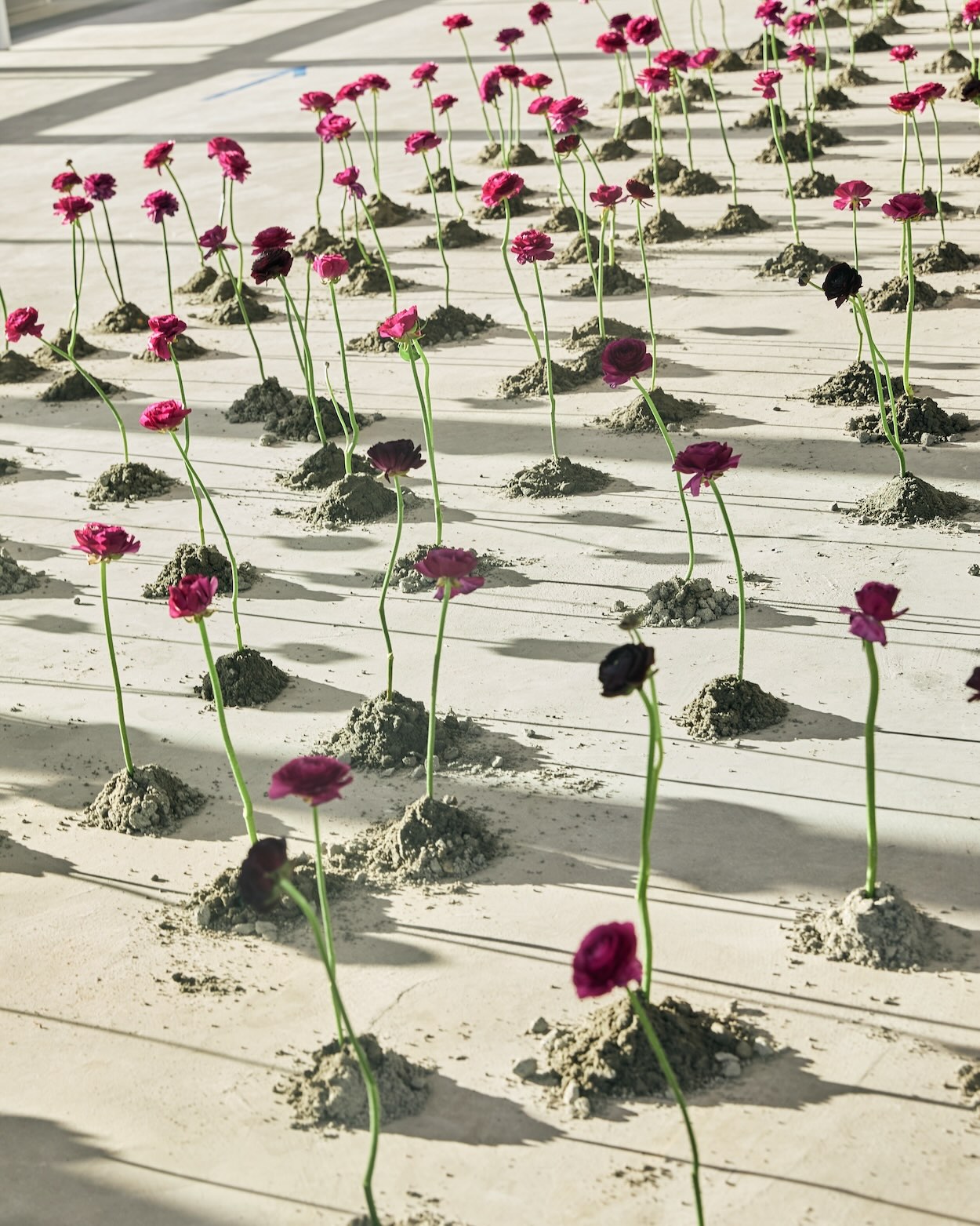 Close-up of magenta and black ranunculus flowers planted in mounds of concrete dust along the runway.